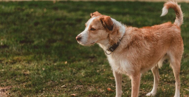 A dog in a park stares intently into the distance.